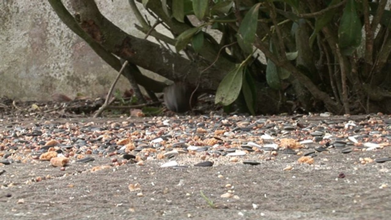 03/03/3013 15h00 :: Accenteur mouchet