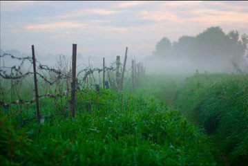 سورة المطففين للقارئ الشيخ علي جابر