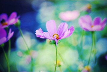 سورة الانفطار للقارئ علي جابر