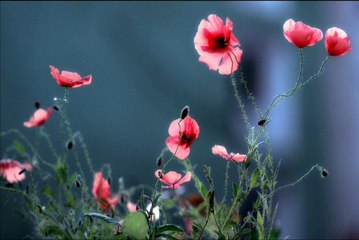 سورة البلد للقارئ الشيخ علي جابر. .