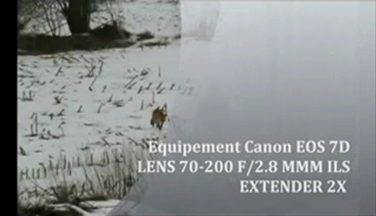 BALLADE MATINALE DU RENARD 03 MARS 2013 MP4