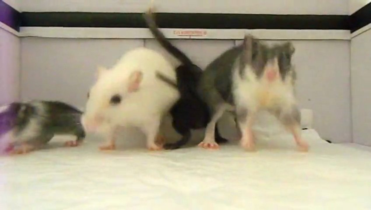 the gerbils shake, le Harlem share de mes Gerbilles