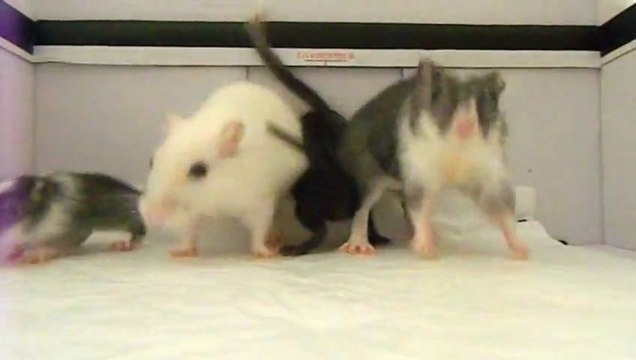 the gerbils shake, le Harlem share de mes Gerbilles