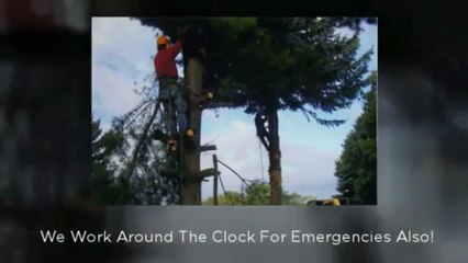 Marietta Tree Removal: Call 404-618-1424
