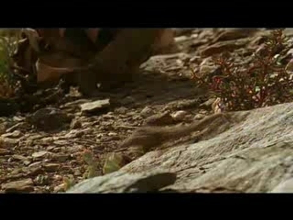 Le lézard tatou