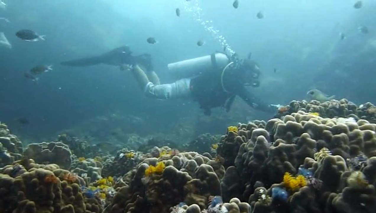 Big Blue Diving