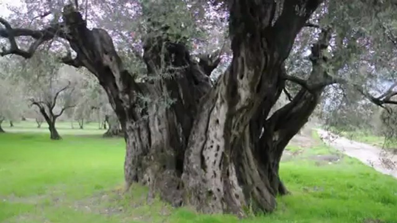 1650 yasindaki zeytin agaci