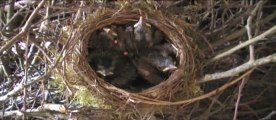 Merles dans leurs nid - Mirlos en su nido