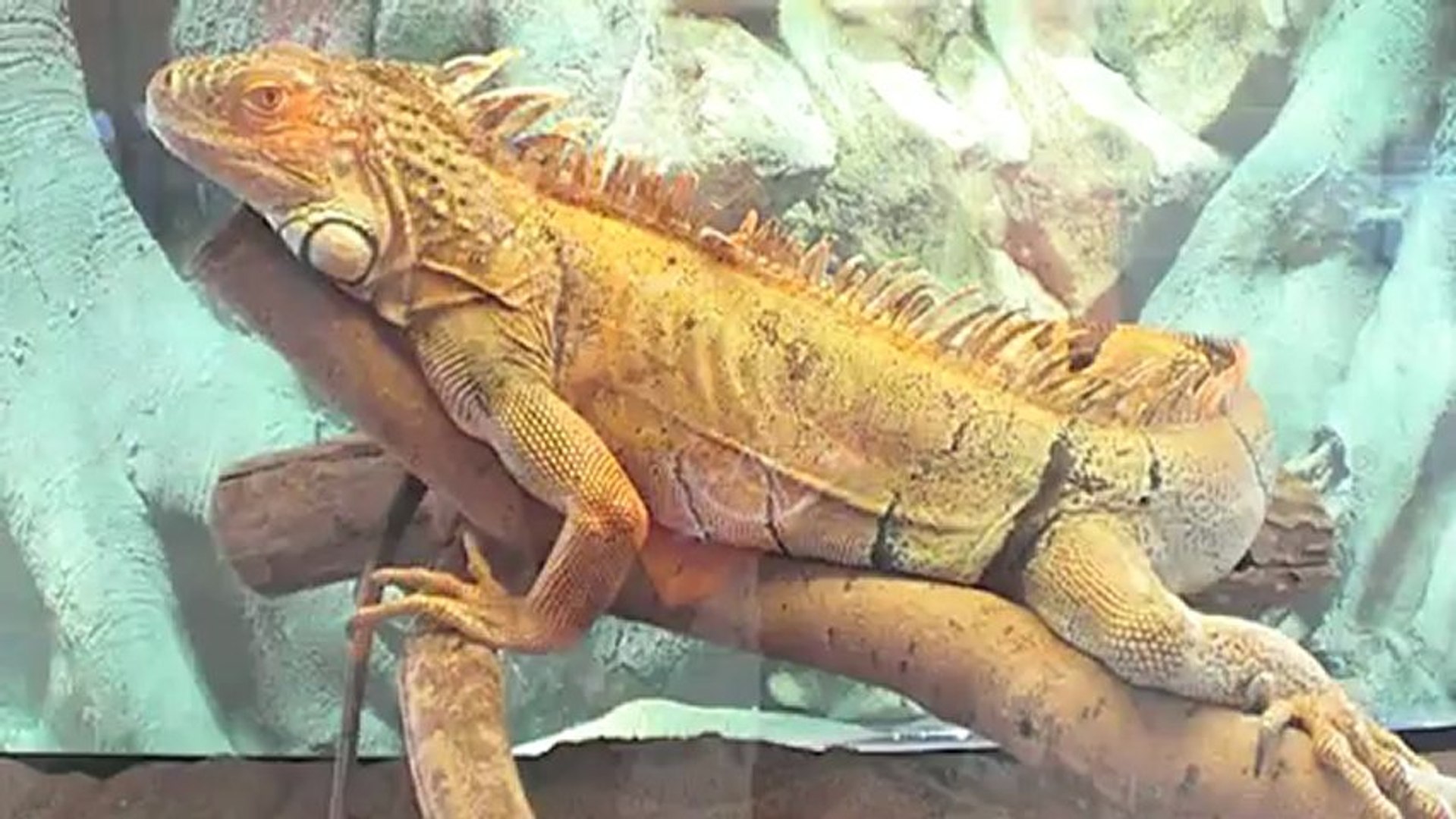 ⁣1 Тропические животные в Самаре