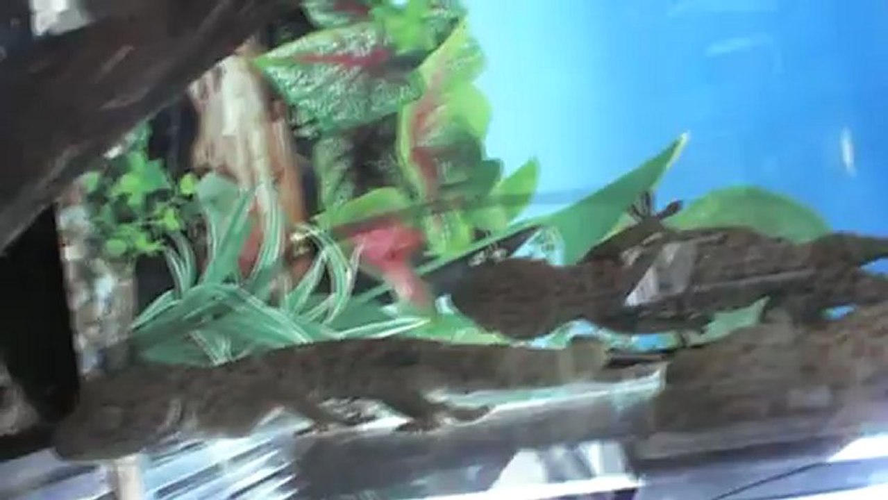 3 Тропические животные в Самаре