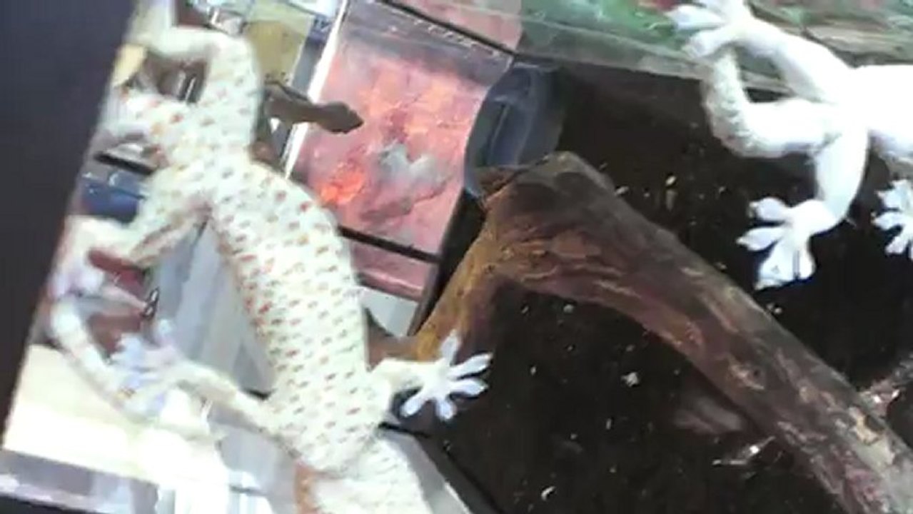 4 Тропические животные в Самаре