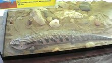 6 Тропические животные в Самаре