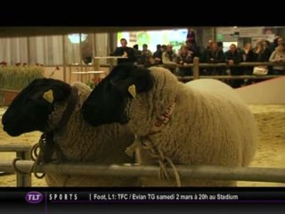 Salon de l’Agriculture : Les concours d’animaux (Toulouse)