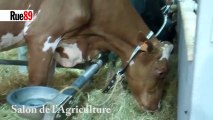 Interbev, l'interprofession du bétail et de la viande - OGM et viande de bœuf - « En France, les animaux ne mangent pas d’OGM »
