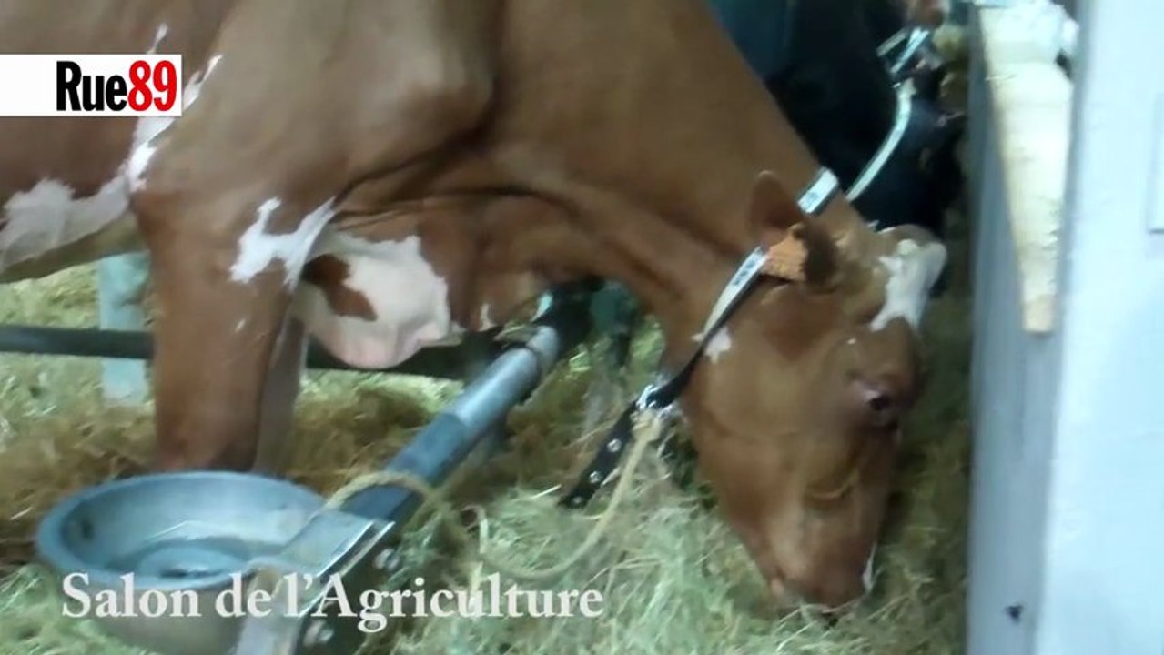 Interbev, l'interprofession du bétail et de la viande - OGM et viande de bœuf - « En France, les animaux ne mangent pas d’OGM »