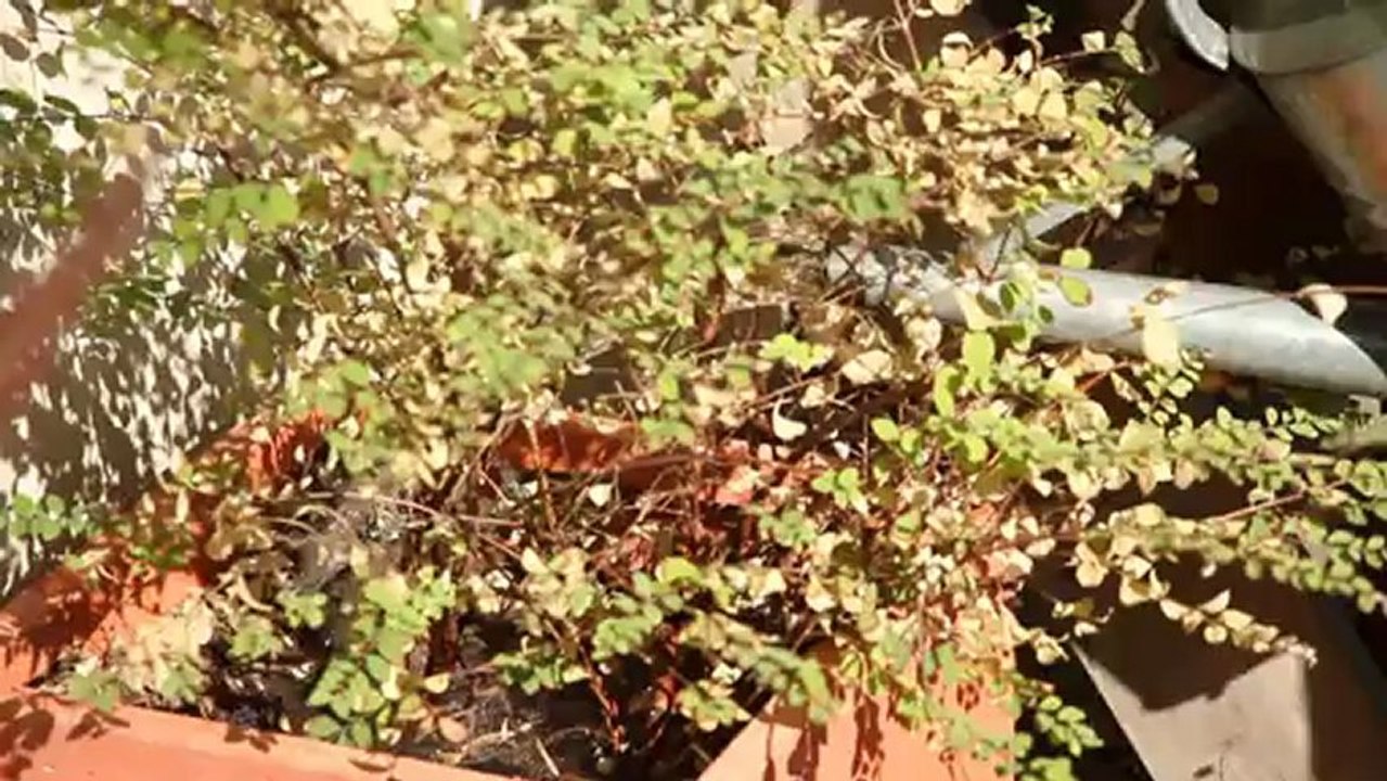 x MW-3 : L'arrosage par gravitation pour économiser l'eau