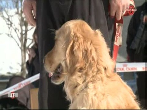 Compétition de sauvetage de chiens en avalanche (Savoie)