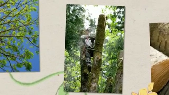 Central Forestree LLC (847) 989-9048