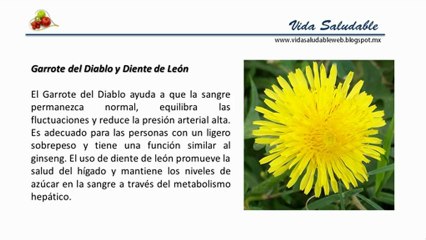 plantas medicinales para la diabetes