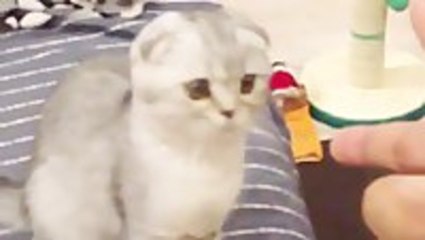 Imaginary Bullet Kills Kitten