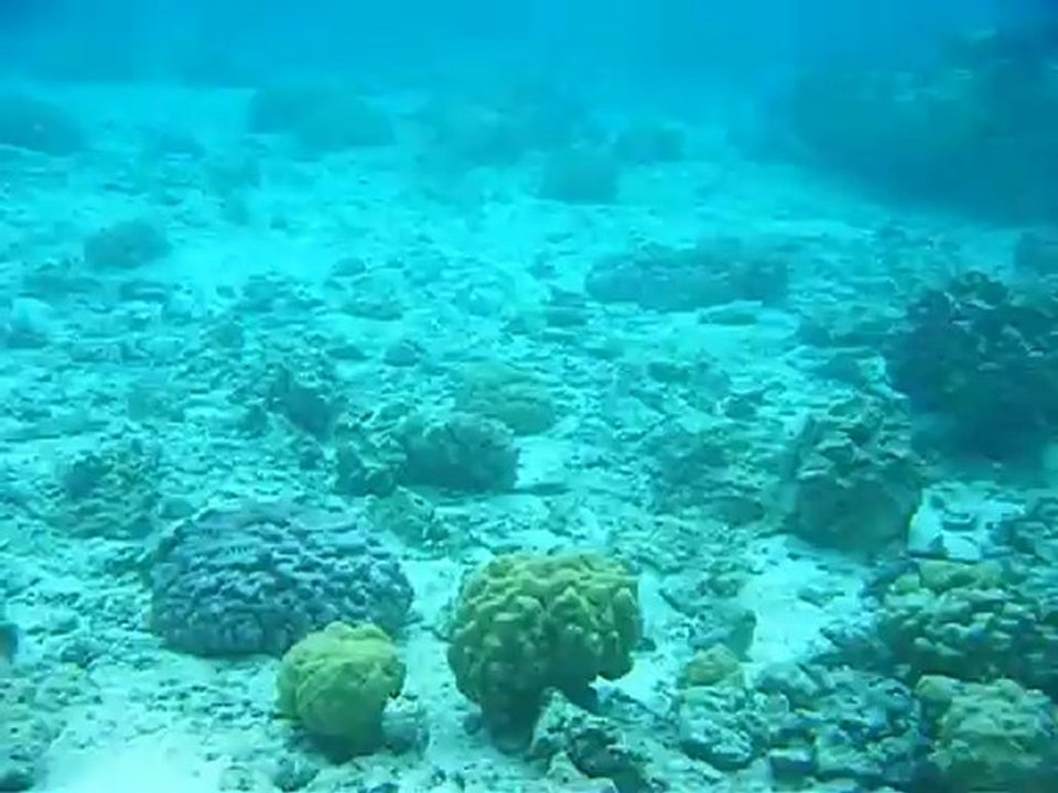Snorkeling