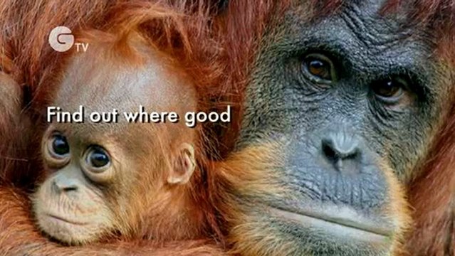Saving tigers, rhinos, orangutans and elephants