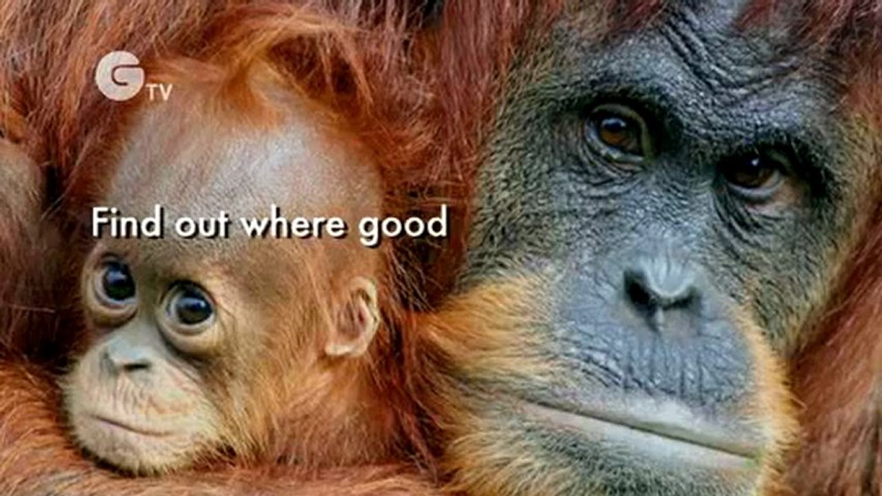 Saving tigers, rhinos, orangutans and elephants