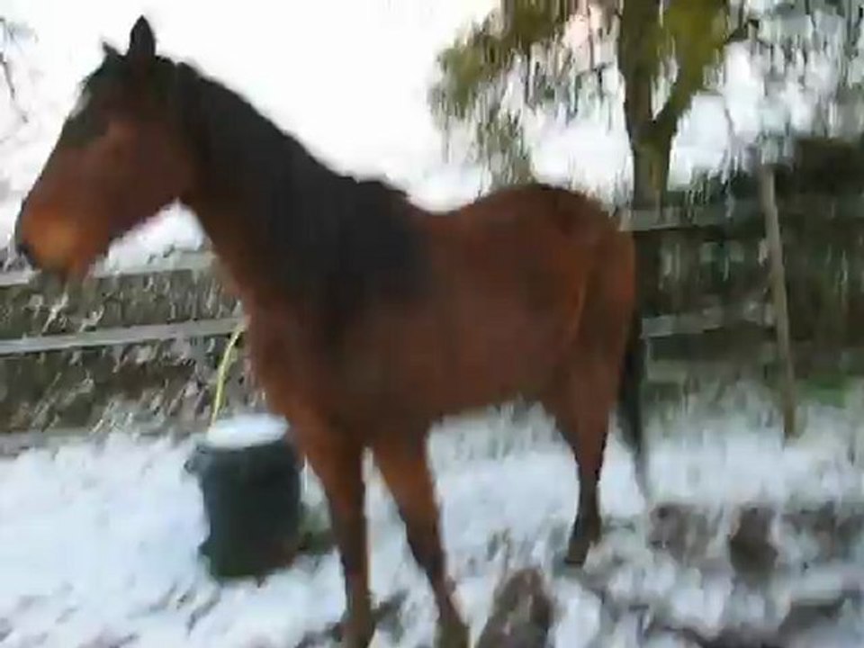 FERRO