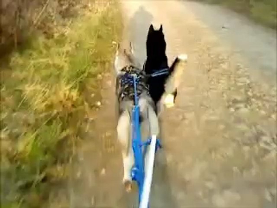 cani-vtt 2 husky.