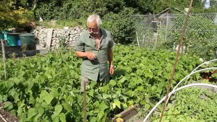 x JF-5 : La récolte des graines d'haricot molière