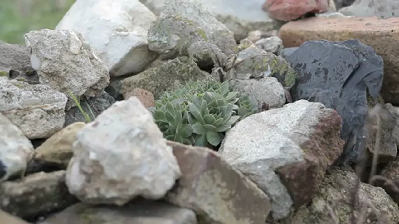 Dépierrer et construire un mur de pierres sèches