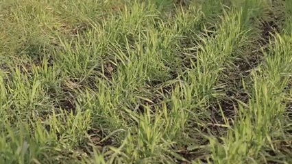 À l'ombre des tours