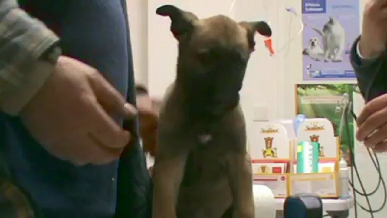 Be Aware FUNNY BUNNY @ Vet