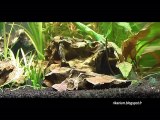 Dennerle Nanocube 30L - Neocaridina heteropoda Full Blue Rilli