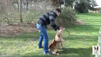 Comment apprendre le tourne à son chien ?