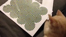 Un chat voit une illusion d'optique