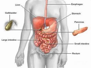 Treatment of the Irritable Bowel Syndrome c