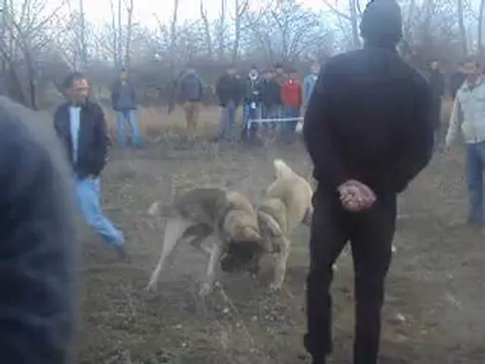 Guduk vs Nigdeden Karabas
