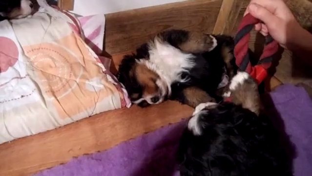 6 mars Jeux, bagarres et sieste