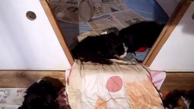 sur le tapis (encore bagarres et jeux)