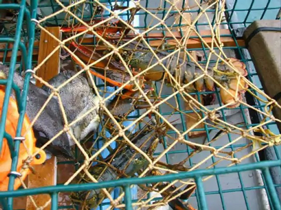 Balade à St-Pierre et Miquelon-Langlade