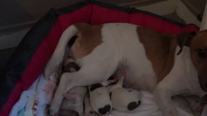 Naissance bb jack russell