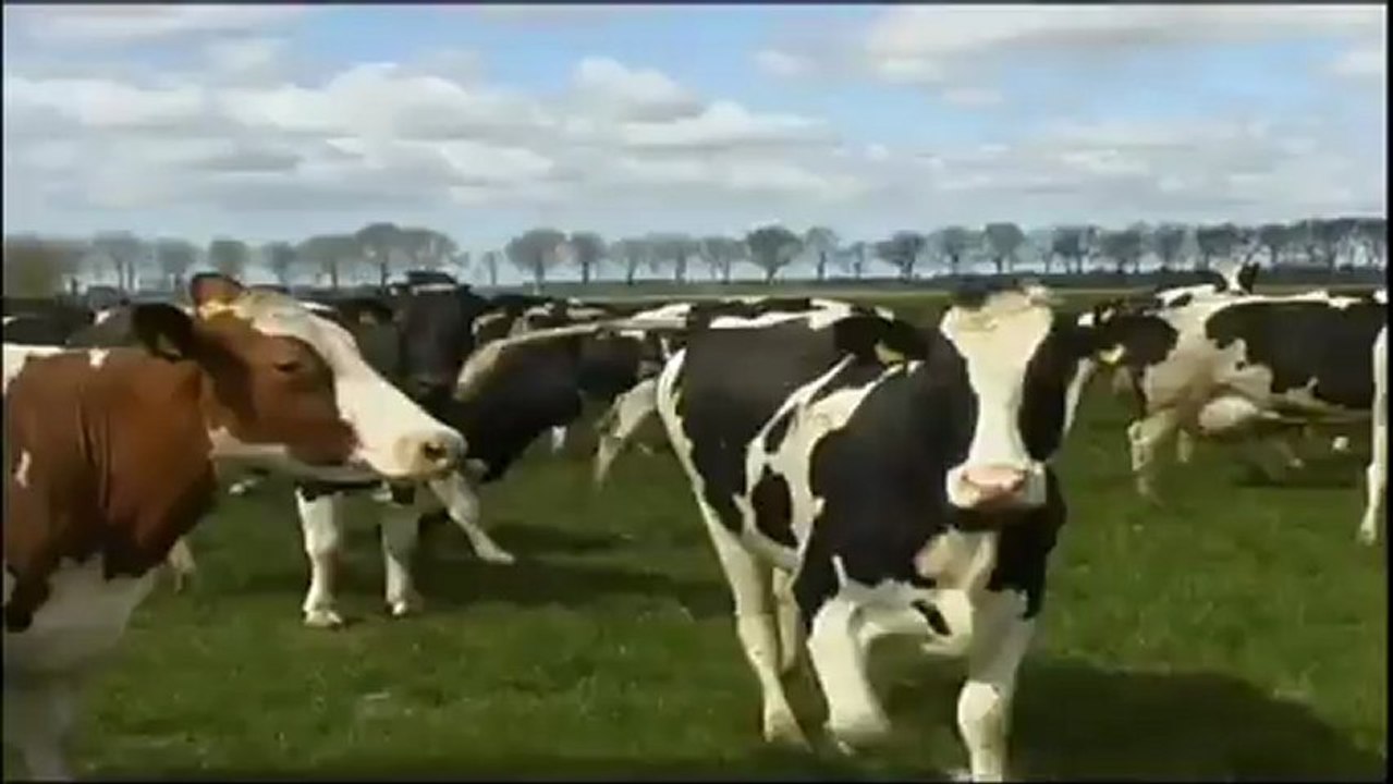 Les vaches retrouvent la liberté
