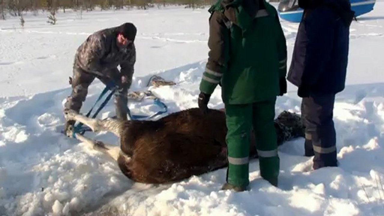 Sauvetage d'un wapiti en Russie