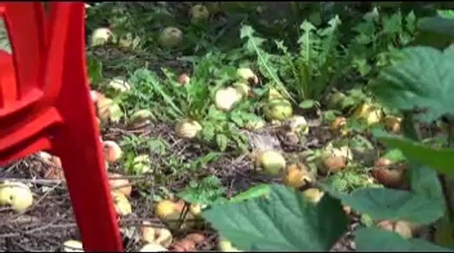 Чёрный Кофе - Яблочный Спас