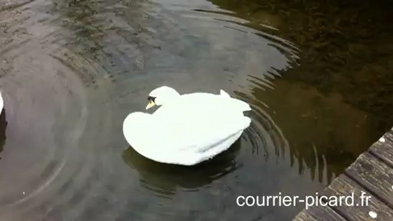 Les cygnes malades au parc Saint-Pierre à Amiens