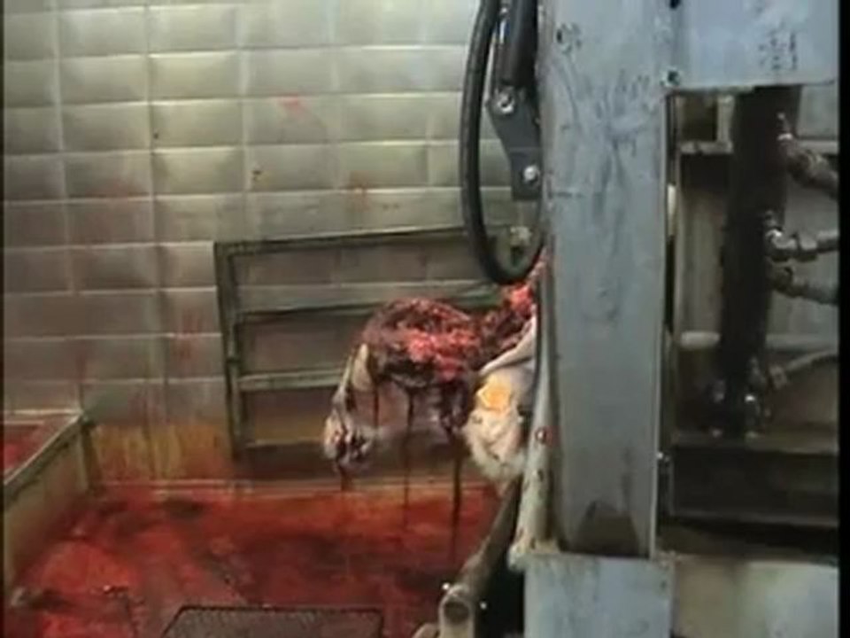 Abattoirs HALAL belges - Gaia