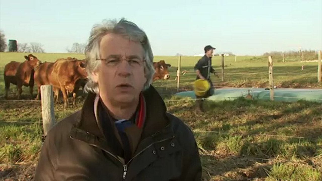 Paturage hivernal des bovins et ovins