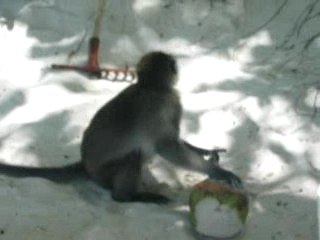 Thaïlande Kho pee pee 2004