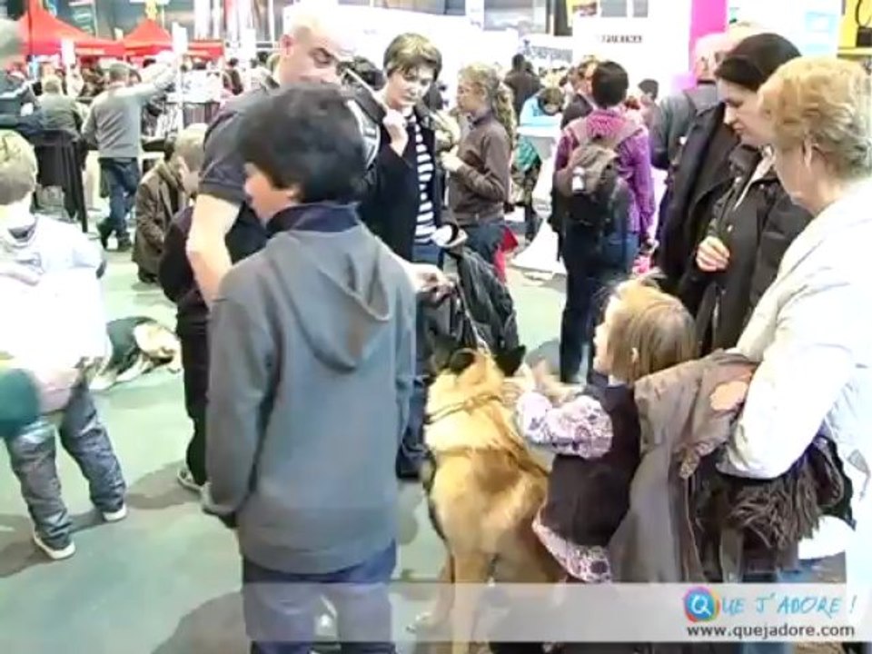 Profession : chien de sauvetage